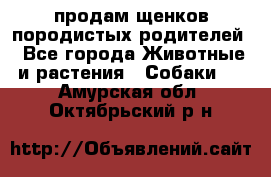 продам щенков породистых родителей - Все города Животные и растения » Собаки   . Амурская обл.,Октябрьский р-н